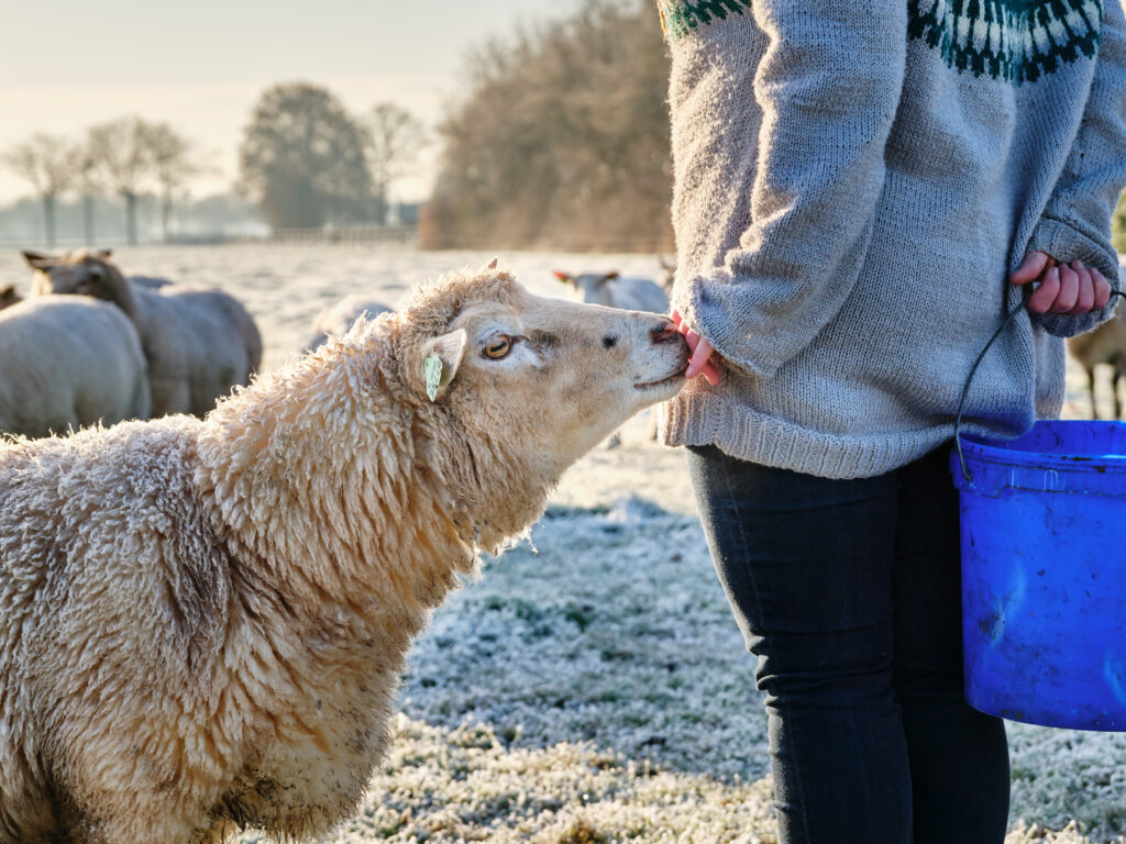 kennismaken met de schapen die de wol gaan leveren voor de lijkwade