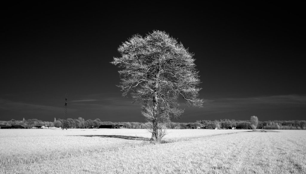 Natuurfoto van een landschap gefotografeerd met infraroodlicht door Anke Olthof